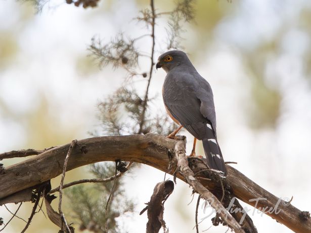 africangoshawk