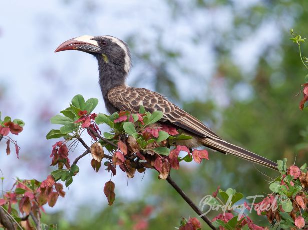 africangreyhornbill