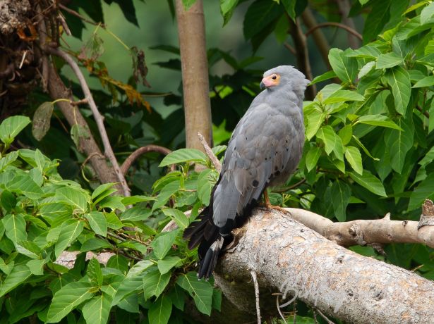 africanharrier hawk