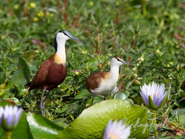 africanjacana