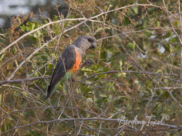 africanorange belliedparrot