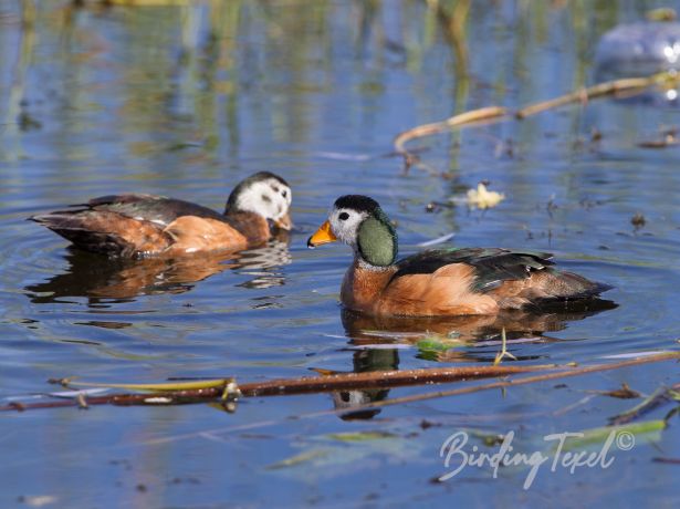 africanpygmygoose