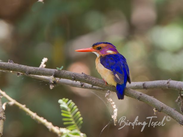 africanpygmykingfisher