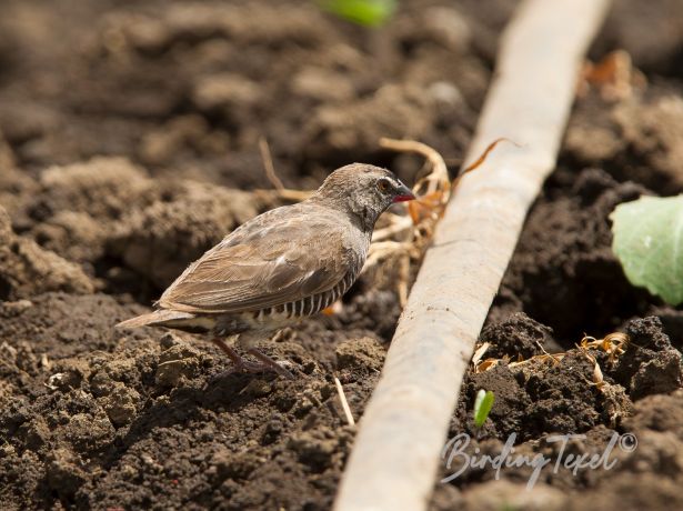 africanquailfinch