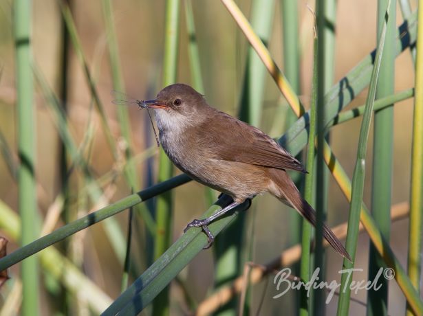 africanreedwarbler