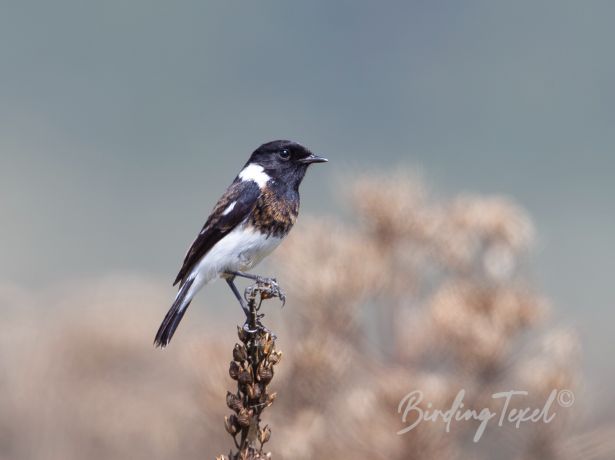 africanstonechat