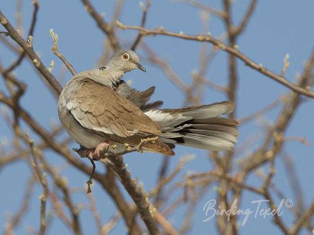 africanwhite wingeddove