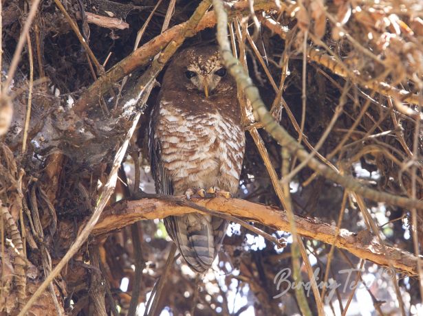 africanwoodowl