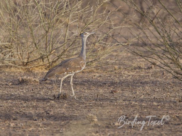 arabianbustard