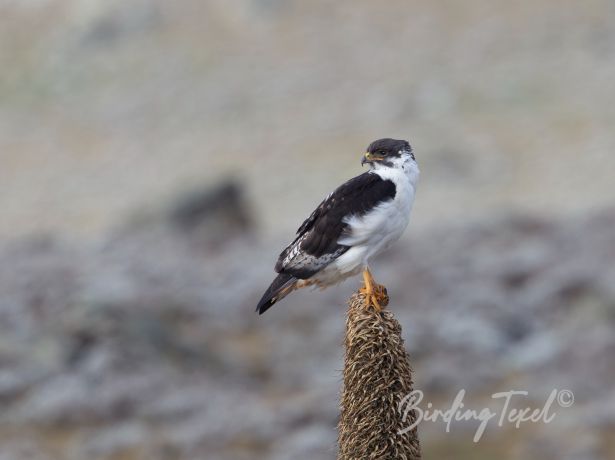 augurbuzzard 19112011