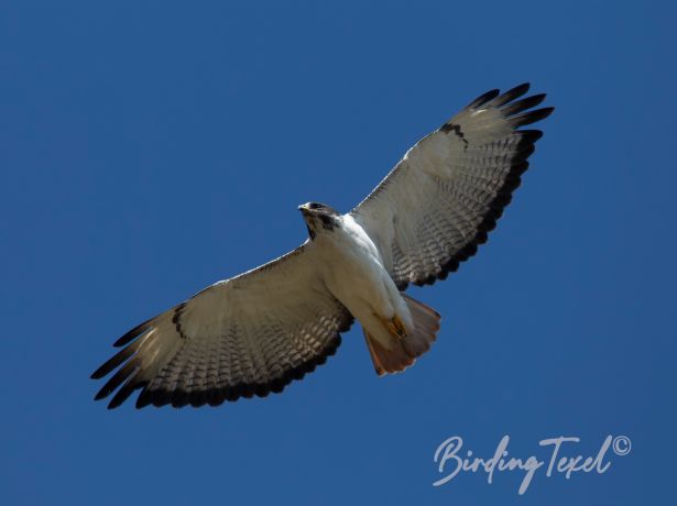 augurbuzzard