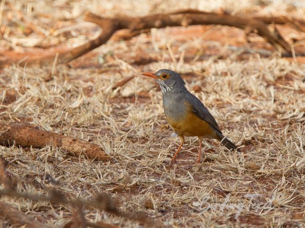 bare eyedthrush