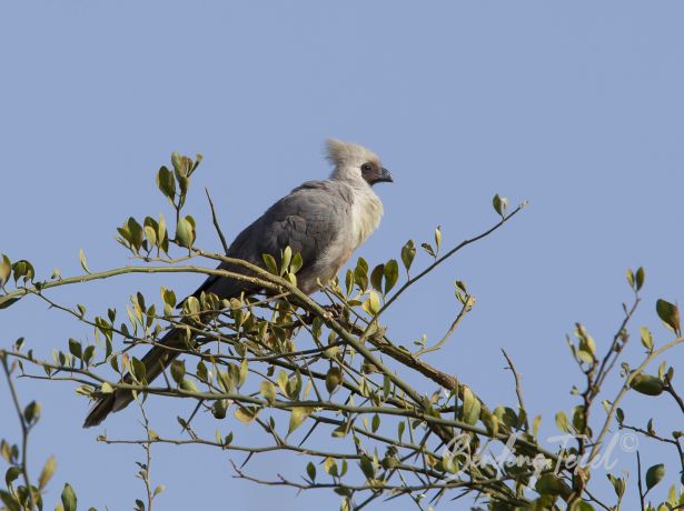 bare facedgo away bird