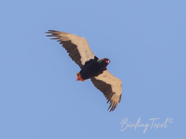 bateleur 01032015