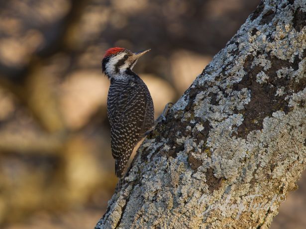 beardedwoodpecker