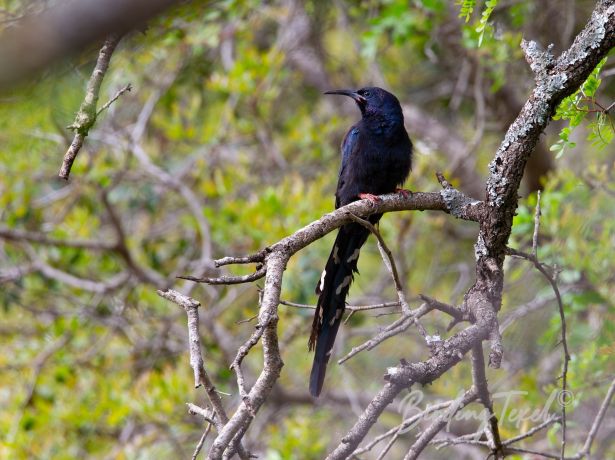 black billedwood hoopoe