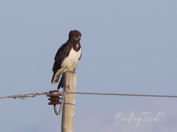 black chestedsnakeeagle