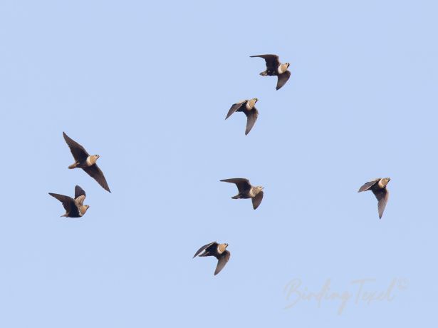 black facedsandgrouse