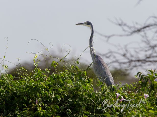 black headedheron