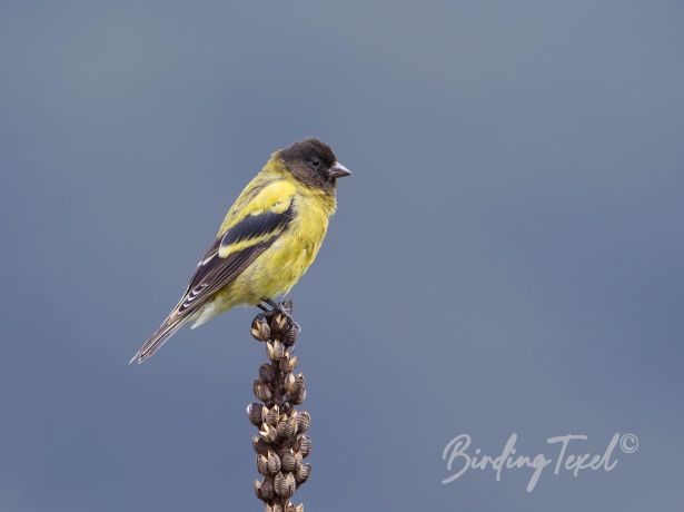 black headedsiskin