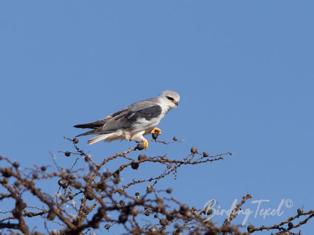 black shoulderedkite