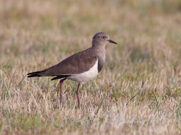 black wingedlapwing