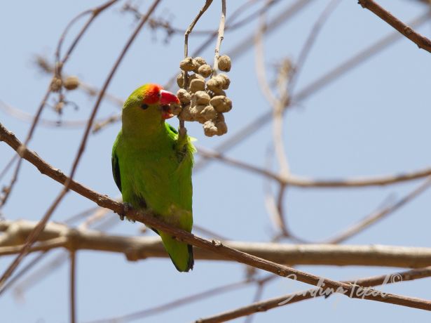 black wingedlovebird