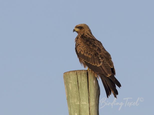 blackkite