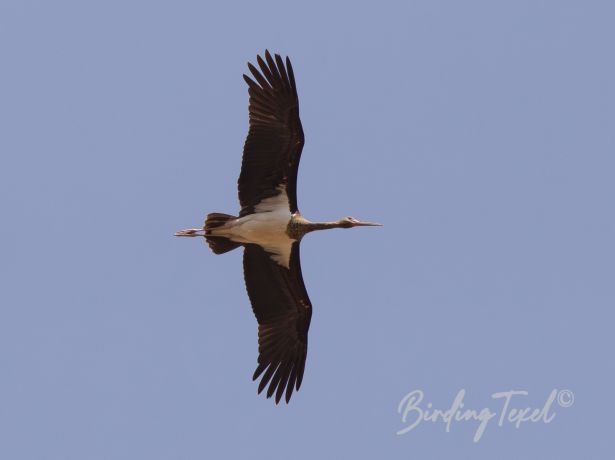 blackstork