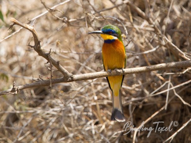 blue breastedbee eater