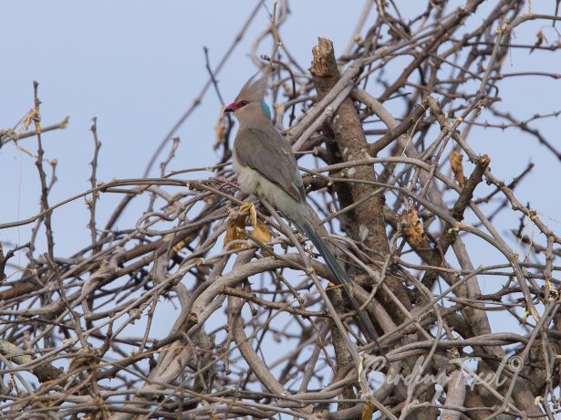 blue napedmousebird