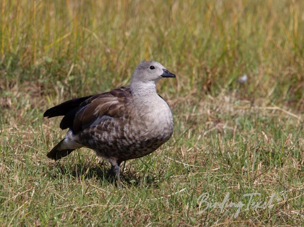 blue wingedgoose