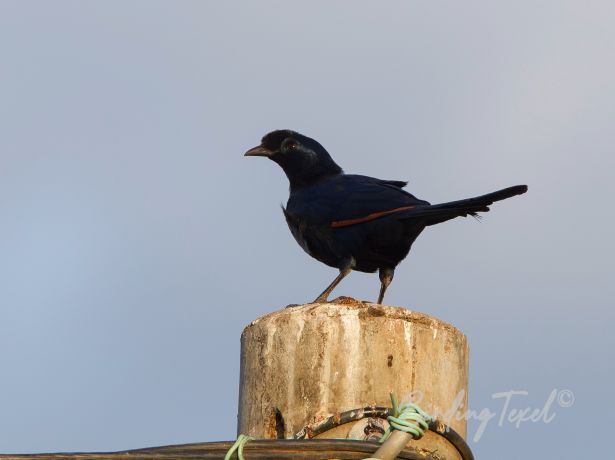 bristle crownedstarling