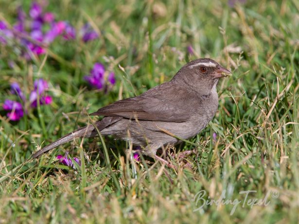 brown rumpedseedeater