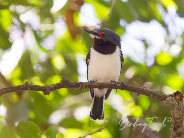 brown throatedwattle eye 01032016