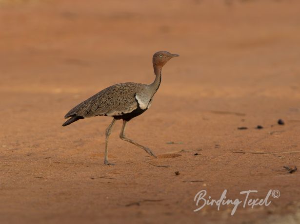 buff crestedbustard