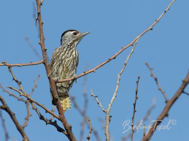 cardinalwoodpecker