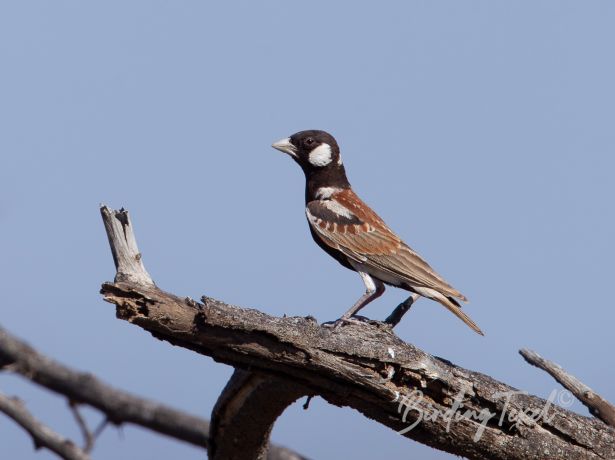 chestnut backedsparrow lark