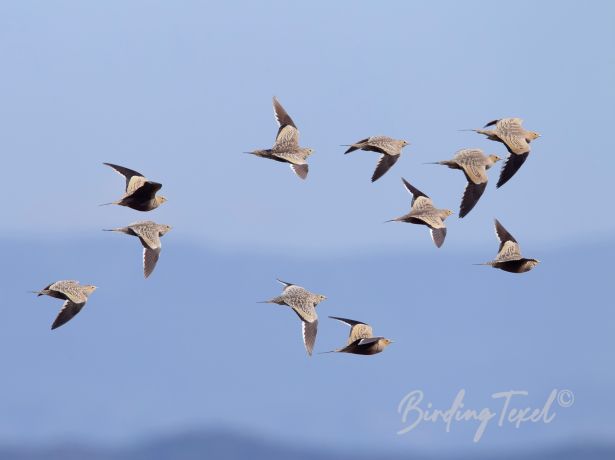 chestnut belliedsandgrouse