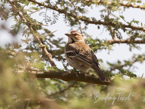 chestnut crownedsparrow weaver