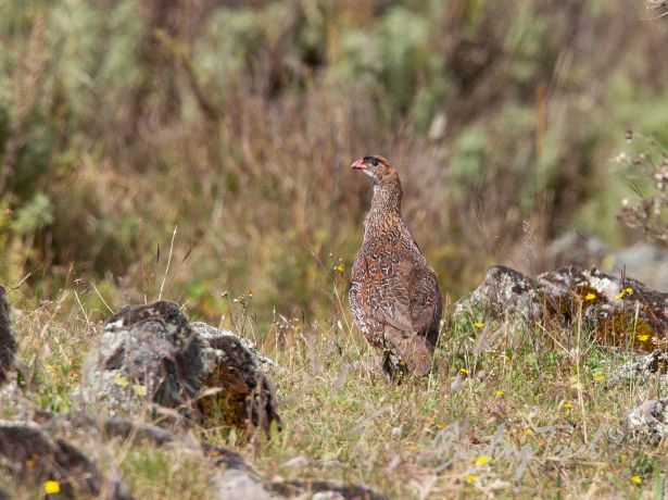 chestnut napedfrancolin