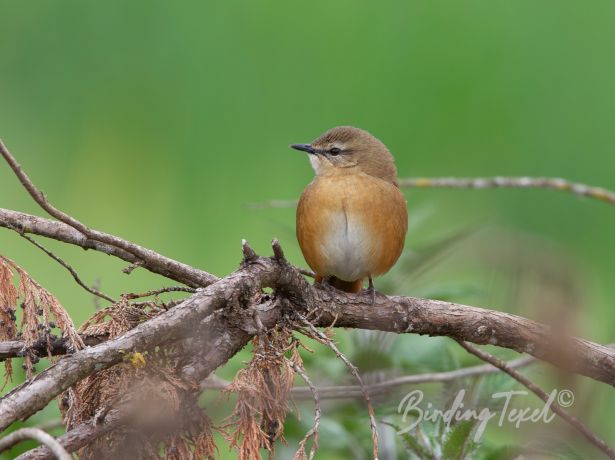 cinnemonbracken warbler