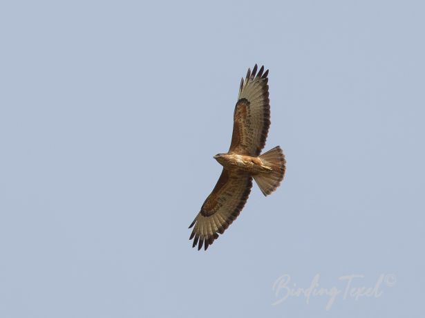 commonbuzzard