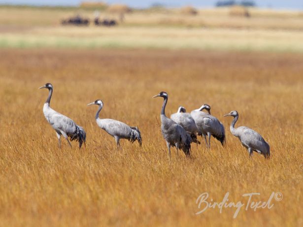 commoncrane