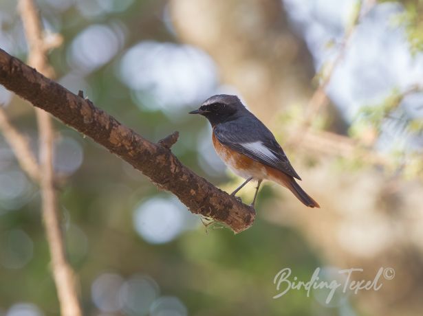 commonredstart