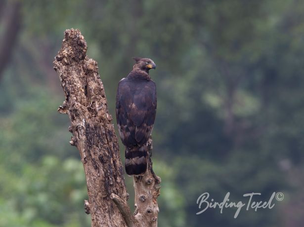 crownedhawk eagle