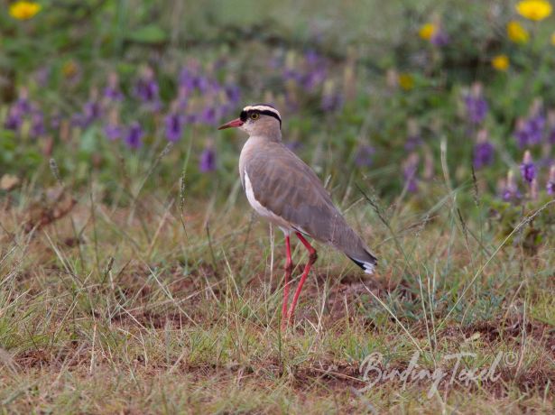 crownedlapwing