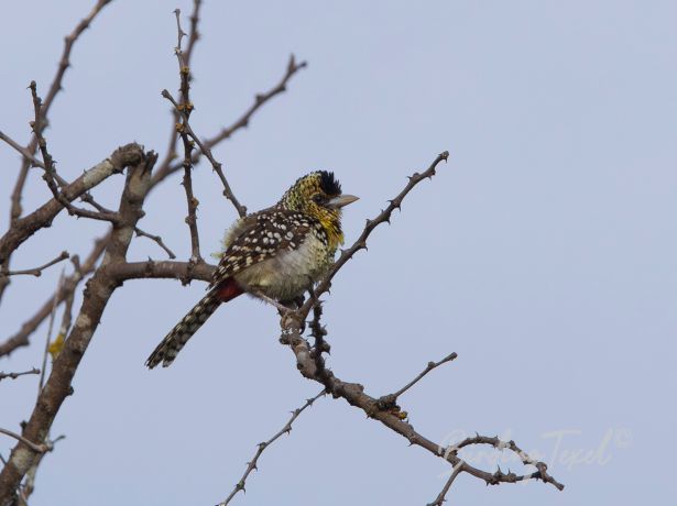 d arnaud sbarbet