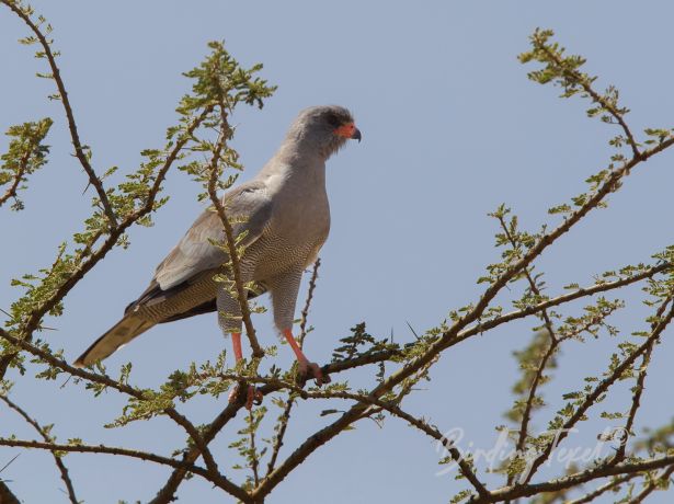 darkchantinggoshawk