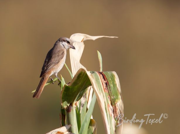 daurianshrike